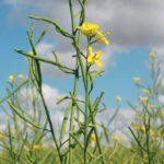 Canola growers in North Dakota received an average Price Coverage Loss program payment of $51 per acre in 2016. | File photo