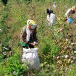 U.S. agrochemicals company Monsanto Co told Reuters late last year that
local seed companies have attempted to
