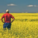 Seed sales of Cibus’s new canola variety will initially be focused on western Manitoba and eastern Saskatchewan. | File photo