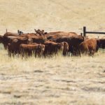 Statistics show western Canadian cattle herds are getting larger as more producers retire from the business. | File photo