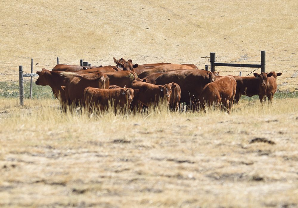 Statistics show western Canadian cattle herds are getting larger as more producers retire from the business.  |  File photo
