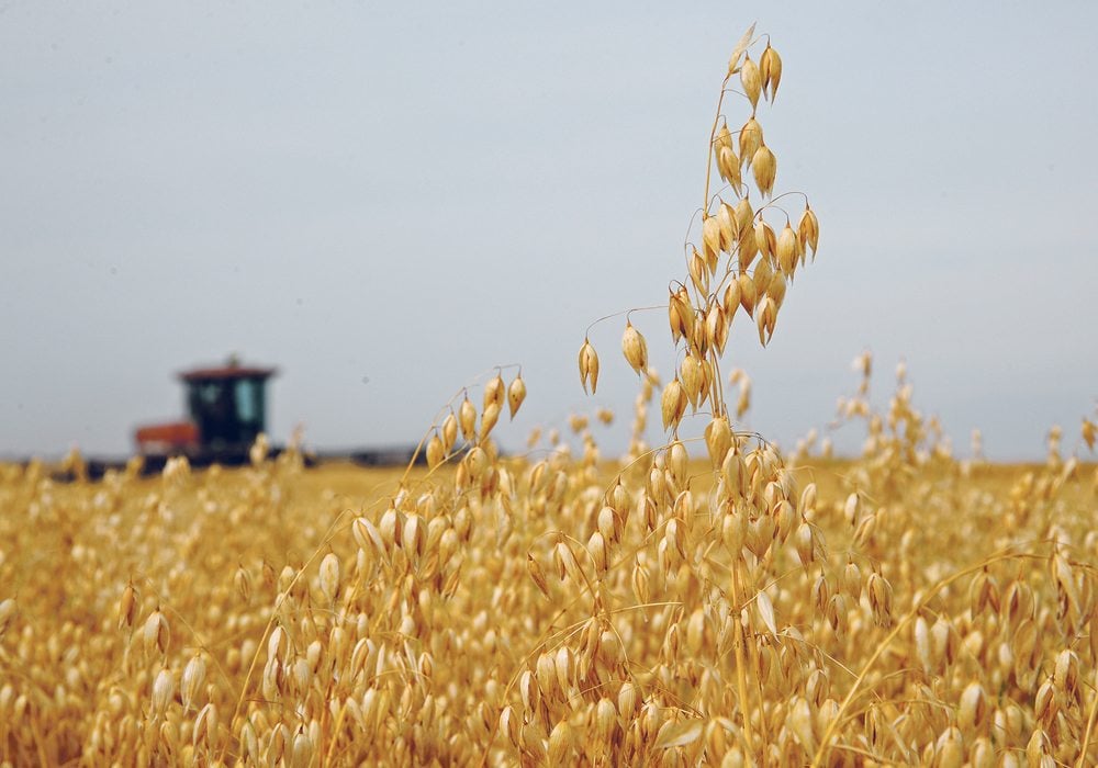 Oats’ move to northeastern Saskatchewan has been occurring for the last five to 10 years.  |  File photo