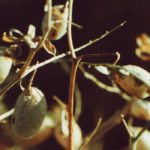 The Indian government has raised its import tariff on chickpeas by 10 percent in attempt to bolster prices for its own farmers. | File photo