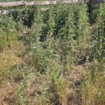 At present, herbicide-resistant crops through genetic modification provide an elegant solution to the seed bank problem and offer the best means we currently have to control weeds in large-scale agriculture. | File photo