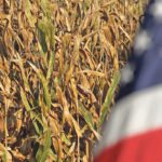 The USDA report showed about a 46-day supply outside of the United States and China, putting most of the world in a just-in-time position for corn. | File photo
