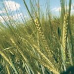 Most of the barley that Canada has exported this year is malt grade for China’s surging beer market. | File photo