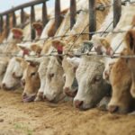 Manitoba remains the only province in Western Canada where livestock inspections are not mandatory. Nonetheless, Fox is optimistic that the provincial government is open to change.
| File photo