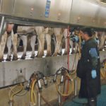 T & K Dairy milks 800 cows per hour. The farm’s biggest challenge is finding enough people to work in the milking parlours. | Barbara Duckworth photo
