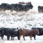 A small proportion of cattle exposed to the bovine leukosis virus will go on to have clinical disease. | Mike Sturk photo