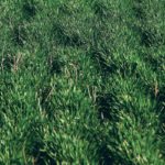 A U.S. Department of Agriculture researcher has found that a fall rye cover crop creates an excellent soil environment for soybeans. | File photo
