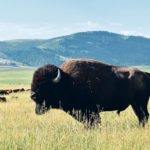 It’s thought that the presence of more bison would help native youth better understand and connect with their culture. | File photo