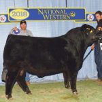 Kelly, left, and Jeff Yorga with their Division 3 champion Limousin bull, JYF Dead Head 296D, at the National Western Stock Show in Denver. | Photo supplied by Jeff Yorga
