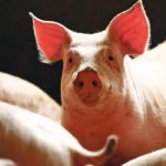 The African swine fever began in the country of Georgia for 10 years and has been spreading in all directions ever since, risking wild herd infection. | Reuters/kacper pempel photo