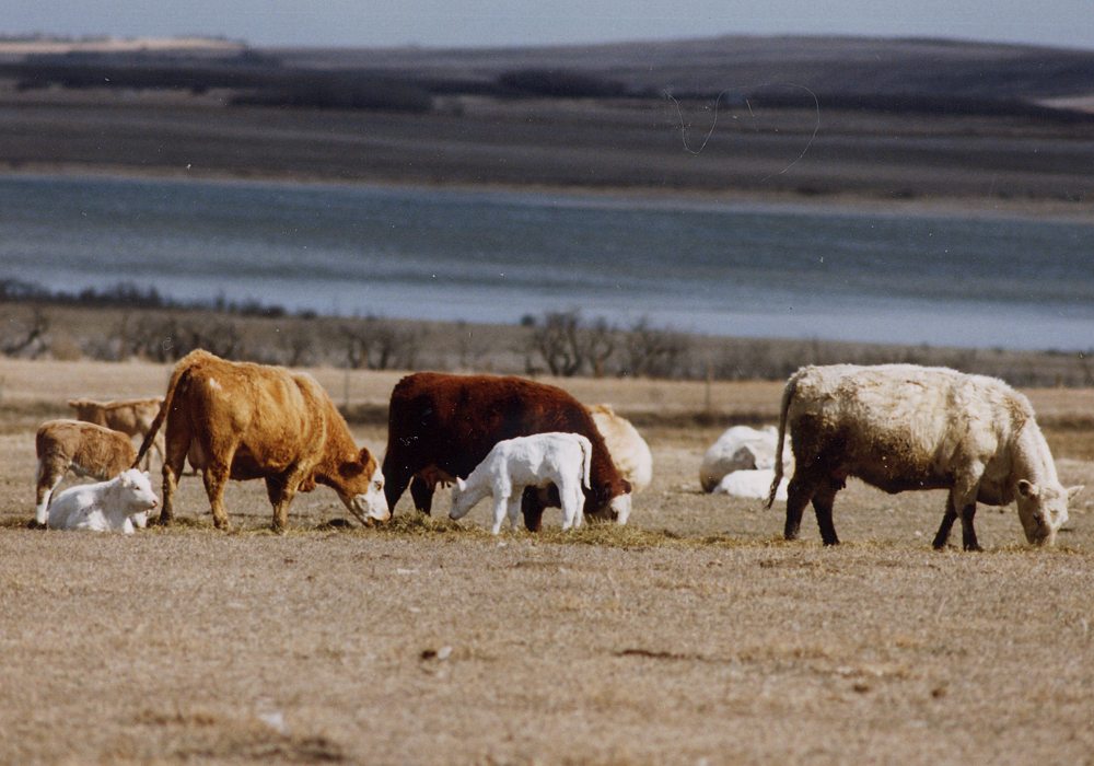 The Alberta Environment and Parks department is reviewing more than 1,000 Water Act applications in the South Saskatchewan River region, according to government spokesperson Matt Dykstra. | File photo