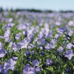 Total Canadian flax exports are expected to be 510,000 tonnes this year. | File photo