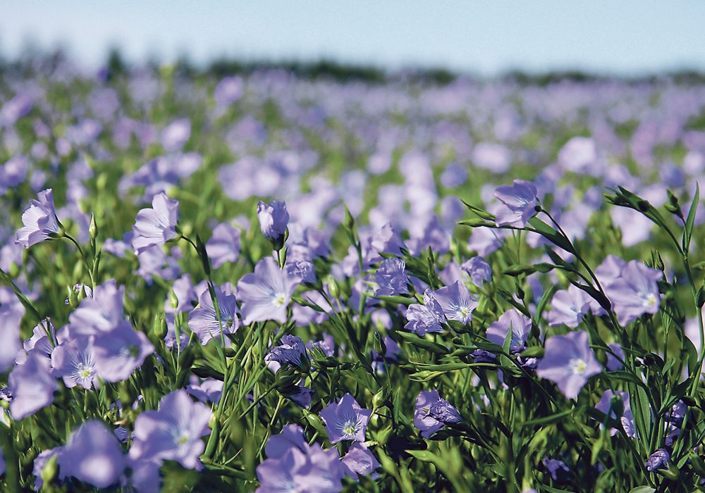 Total Canadian flax exports are expected to be 510,000 tonnes this year.  |  File photo