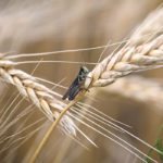 Wheat growers play a crucial role in the industry’s overseas trade missions.  |  File photo