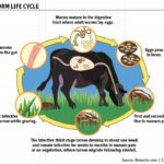 Resistance to dewormers can be managed