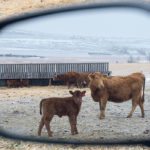 The cow-calf sector has been profitable but there is little appetite for expansion so the herd inventory is about the same size as it was in the early 1990s. | Mike Sturk photo