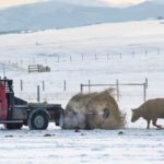 The proposed check-off agreement would see $1.30 per head go to Alberta Beef Producers, 25 cents to the Alberta Cattle Feeders Association and 40 cents to a new beef industry development fund. The remaining five cents would rebate auction markets and processors that collect the money. | Mike Sturk photo