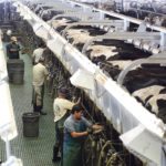 American dairy farmers benefit from the equivalent of US$12.06 per hundredweight or C35.02 cents per litre, which is close to 70 percent of what farmers are paid now for their milk. | File photo