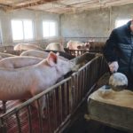 China is looking to artificial intelligence to improve its hog herd. Here, farmer Shi Hongwei feeds his pigs in Xiaoxinzhuang village Hebei province earlier this year. | REUTERS/Dominique Patton photo