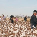 Caywood Farms has been forced to cut back due to water shortages. Now it opens up the operation to 2,000 guests a year as part of an education and agritourism program. | Barbara Duckworth photo