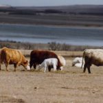 Environment Minister Shannon Phillips said she has directed her staff to meet with every rancher who has water licence issues and ensure they have access to the water they need for their operations.
| File photo