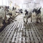 While making a case for getting rid of supply management, former Prime Minister Brian Mulroney says it can be done only if farmers are offered compensation that makes them “very happy.” | File photo