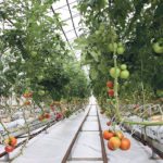 Alberta’s greenhouse operators are attempting to convince the provincial government that they should be considered farmers when it comes to Alberta’s labour regulations. | File photo