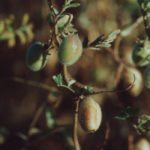 An increase in India's chickpea levies made big news last week, but the bulk of Canadian acres weren't affected. | File photo