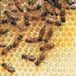 Thiamethoxam can reduce the chances of bumblebee queens starting new colonies by about 25 pe cent, a University of Guelph study has found. | File photo
