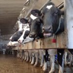 Canada's dairy sector, which includes C$6 billion in
annual farmer milk sales, is protected by high tariffs on imports and
controls on domestic production as a means of supporting prices. Successive Canadian governments have made clear over decades
they will not touch the system and the Liberals have consistently ruled
out changes. | File photo