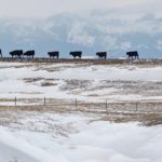 Mineral deficiencies are partially caused by high levels of sulfates in western Canadian water and soil, which inhibit cattle’s ability to absorb copper. | Mike Sturk photo