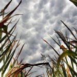 No storm clouds on U.S. crop market horizons keep prices mixed. Corn rose while soy beans fell after March 8 WASDE report. | Michael Raine photo