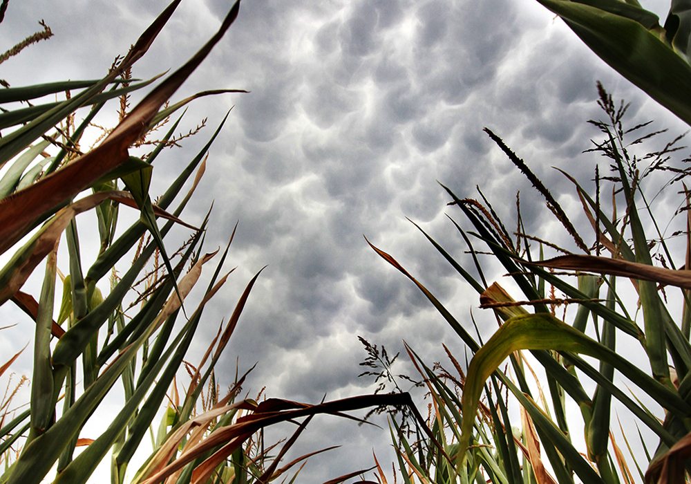No storm clouds on U.S. crop market horizons keep prices mixed. Corn rose while soy beans fell after March 8 WASDE report.  |  Michael Raine photo