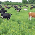 European Union farmers face an organic fertilizer application quota and tougher restrictions on slurry spreading. | Chris McCullough photo