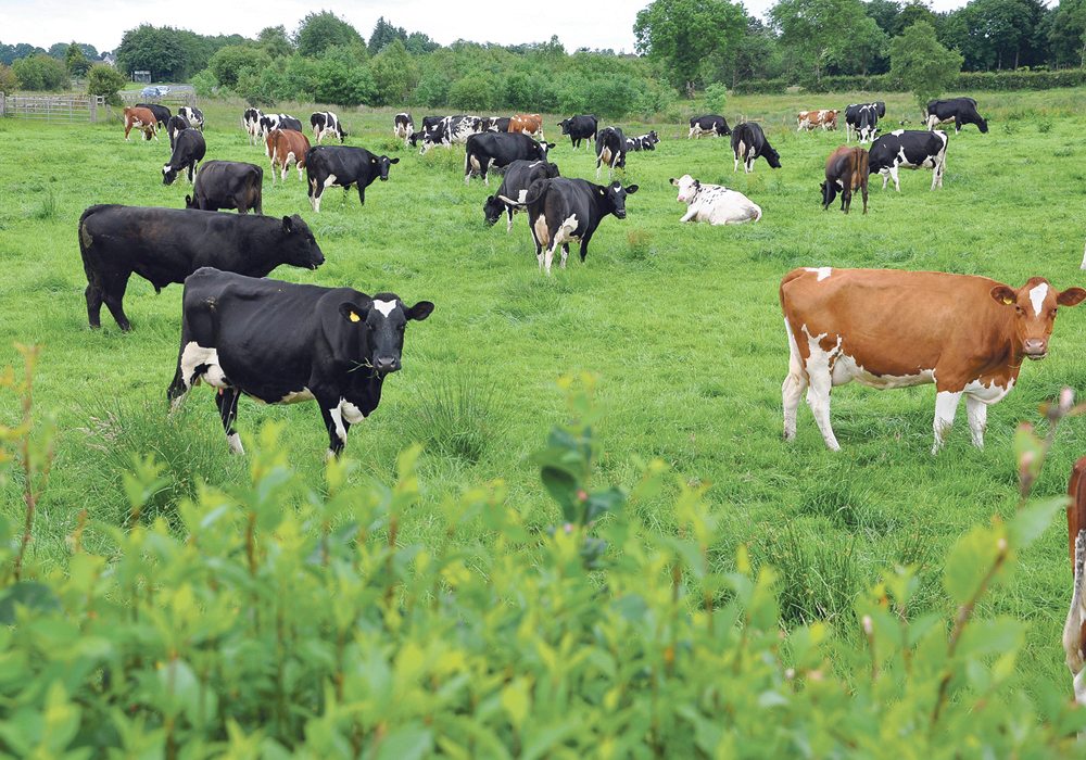European Union farmers face an organic fertilizer application quota and tougher restrictions on slurry spreading.  |  Chris McCullough photo