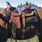 Researchers with the Canadian Centre for Health and Safety in Agriculture equipped saddles with sensors to monitor vibration and shock rates. They used the data to figure out how at risk horseback riding can be for back pain. | Catherine Trask photo