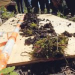 Forages can enhance soil by enhancing energy capture, investing in ecosystems and enhancing recycling. | File photo