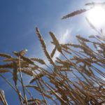 Art Douglas, professor emeritus at Creighton University in Nebraska, forecasts a cool western Canadian spring with dry conditions continuing from eastern Alberta to western Manitoba with more moisture nearer to the Ontario border.
| File photo