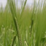 Is the Canada Grain Act adequately protecting grain farmers? Are provisions in the act being properly enforced?
Those are two questions Alberta barley producer Mike Greeno is asking after a contract dispute with a major Canadian grain company.
| File photo