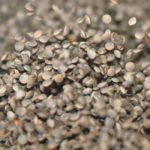 Lentils were one of the most lucrative organic products that Canada exported to the European Union last year, second only to maple syrup. | File photo