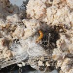 A study into the presence of neonicotinoids in Canadian waterways suggests a ban or restriction of neonicotinoid seed treatments is not necessary. | File photo