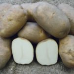 The AR2018-02 potato could eventually replace the popular Russett Burbank variety. | Agriculture Canada photo