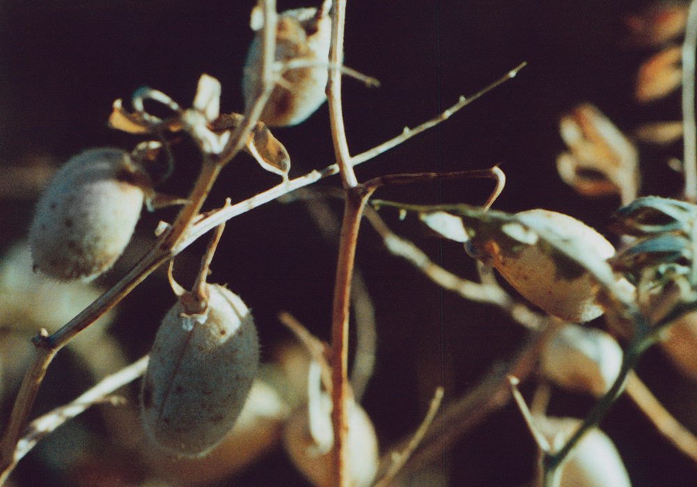 The surge in production isn’t expected to attract many new growers. Rather, farmers who have grown chickpeas in the past are expected to reintroduce it into their rotations.  |  File photo