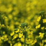 Canola made significant gains on the futures market, rising on the shirt-tails of soy oil. Combined with a falling Canadian dollar canola grew by $8.50 on May and July contracts as crush margins improved. | Michael Raine photo