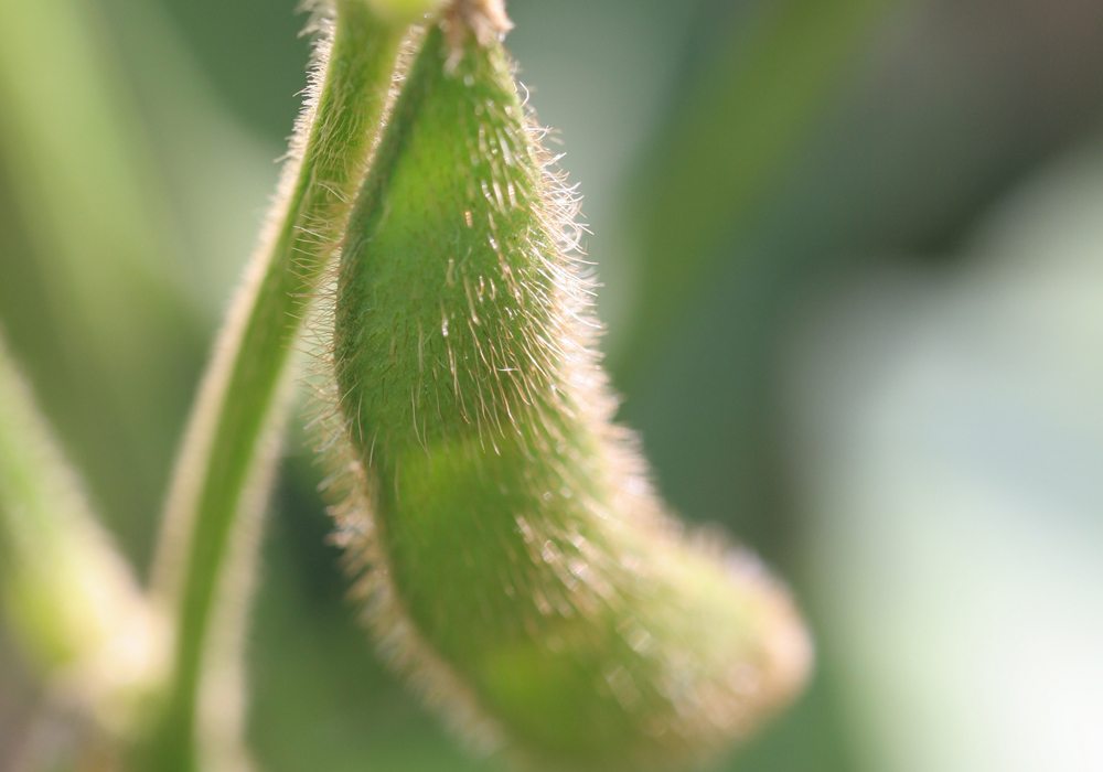 Argentina's Rosario Grains Exchange slashed 14 percent off its forecast for the country's soy crop on Thursday, saying a four-month-old drought would limit the harvest to 40 million tonnes versus last month's estimate of 46.5 million. | File photo