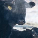 The prospect of losing the North American Free Trade Agreement also worries the U.S. cattle industry. | Mike Sturk photo