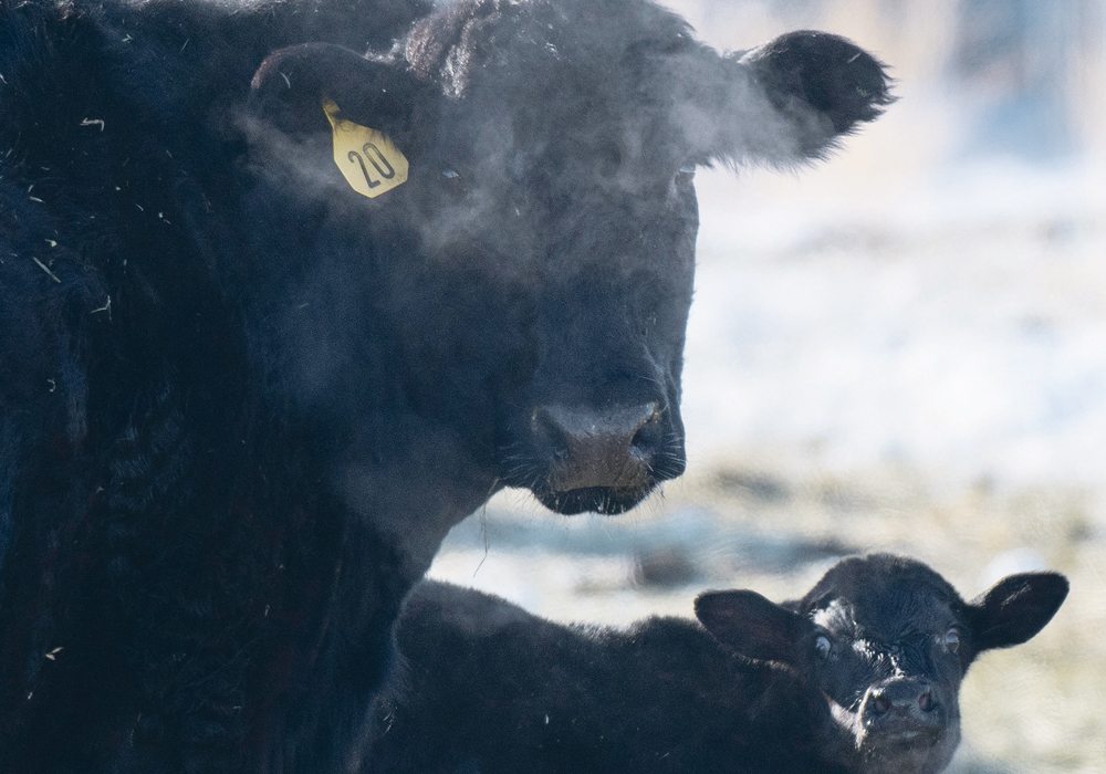 The prospect of losing the North American Free Trade Agreement also worries the U.S. cattle industry.  |  Mike Sturk photo